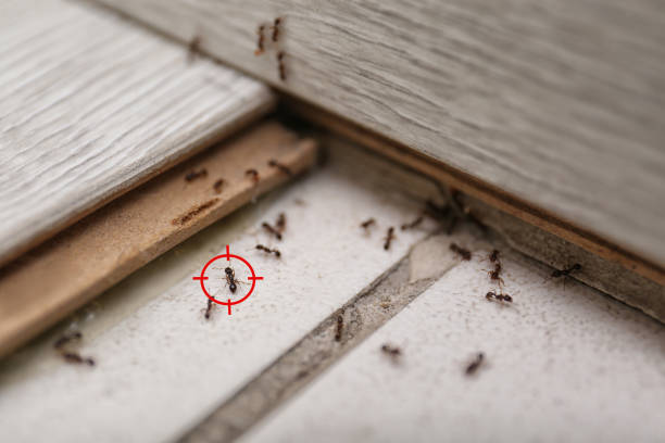 Best Affordable Pest Control Services  in Gibraltar, MI