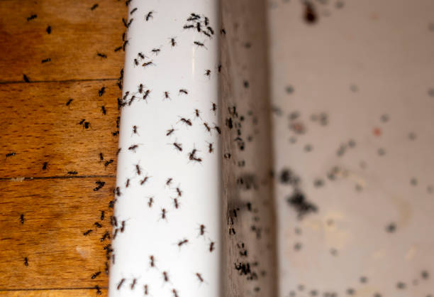 Best Pest Removal Services  in Gibraltar, MI