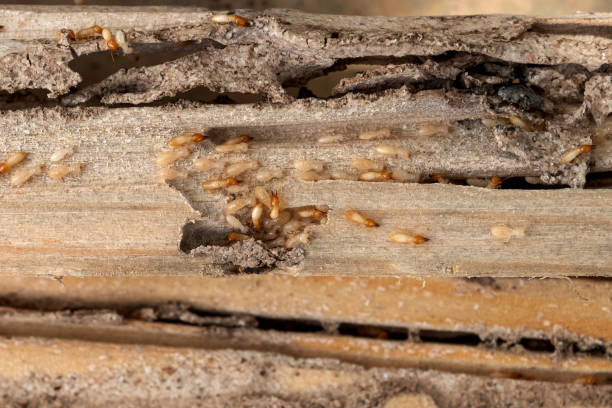 Pest Prevention Services in Gibraltar, MI