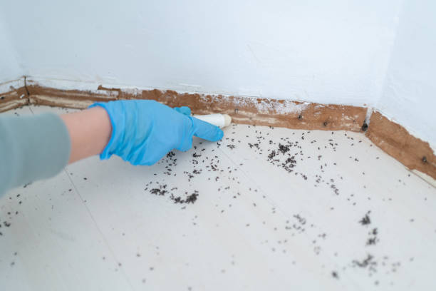 Reliable Gibraltar, MI Pest Control Solutions